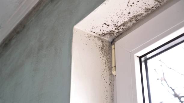 Best Commercial Mold Remediation in Sparta, GA