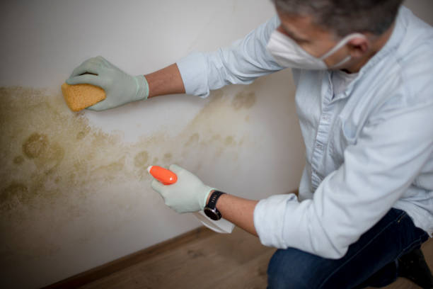 Best Emergency Mold Remediation in Sparta, GA