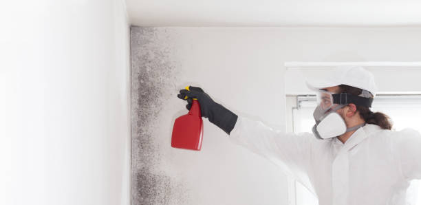 Best Basement Mold Remediation in Sparta, GA