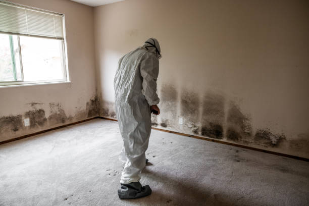 Best Insurance-Related Mold Remediation in Sparta, GA