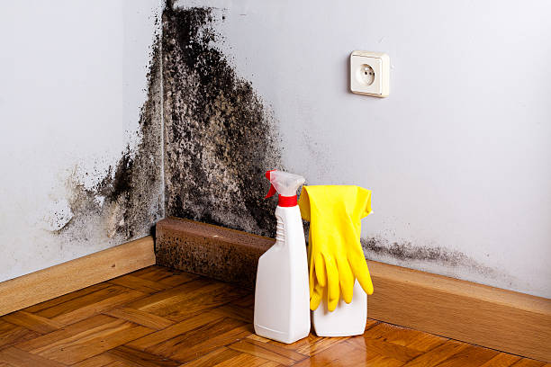 Best Bathroom Mold Remediation in Sparta, GA